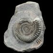 Dactylioceras Ammonite Stand Up - England #68139-1